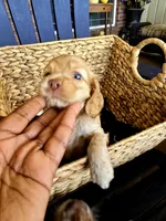 CREAM, a male Cocker Spaniel for sale in Killeen, TX – 2 of 5