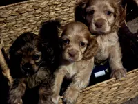 Cream, a female Cocker Spaniel for sale in Killeen, TX – 2 of 5