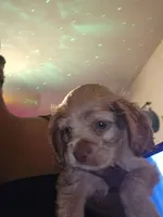 Coco cream sunfire, a male Cocker Spaniel for sale in Killeen, TX – 3 of 10