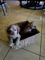 Coco cream, a female Cocker Spaniel for sale in Killeen, TX – 3 of 4