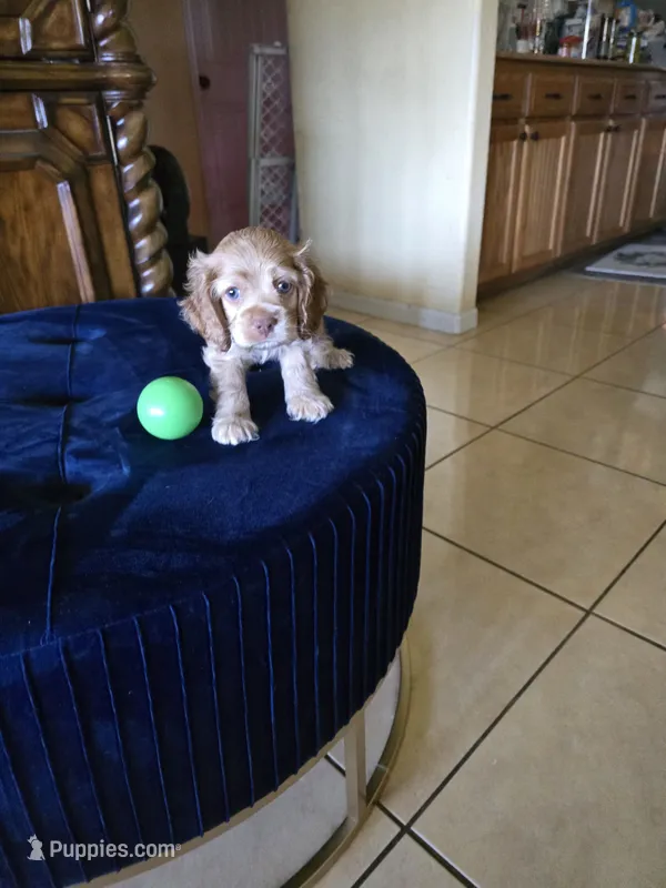 Cream – Cocker Spaniel puppy for sale in Killeen, TX