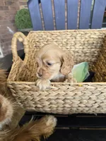 CREAM, a male Cocker Spaniel for sale in Killeen, TX – 1 of 5