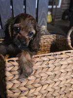 Coco, a female Cocker Spaniel for sale in Killeen, TX – 4 of 4