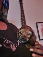 Coco, a female Cocker Spaniel for sale in Killeen, TX – 3 of 3