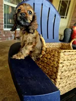 Coco, a female Cocker Spaniel for sale in Killeen, TX – 1 of 3