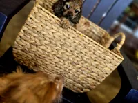 Coco cream, a female Cocker Spaniel for sale in Killeen, TX – 2 of 4