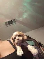 Coco, a male Cocker Spaniel for sale in Killeen, TX – 3 of 3
