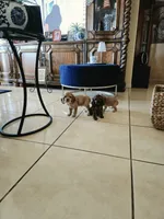 Coco cream, a female Cocker Spaniel for sale in Killeen, TX – 4 of 4