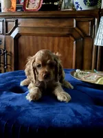 Cream, a male Cocker Spaniel for sale in Killeen, TX – 2 of 3