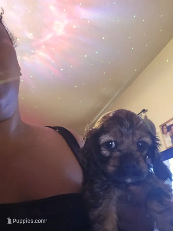 Coco – Cocker Spaniel puppy for sale in Killeen, TX