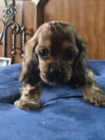 Coco, a female Cocker Spaniel for sale in Killeen, TX – 1 of 4