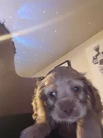 Coco cream sunfire, a male Cocker Spaniel for sale in Killeen, TX – 1 of 10