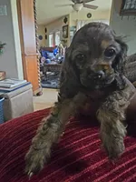 Coco, a female Cocker Spaniel for sale in Killeen, TX – 2 of 2