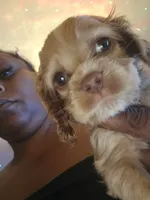Coco cream sunfire, a male Cocker Spaniel for sale in Killeen, TX – 6 of 10