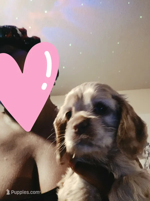 Sun fire coco cream almond – Cocker Spaniel puppy for sale in Killeen, TX