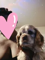 Sun fire coco cream almond, a female Cocker Spaniel for sale in Killeen, TX – 1 of 4