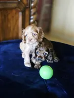 Coco cream sunfire, a male Cocker Spaniel for sale in Killeen, TX – 10 of 10