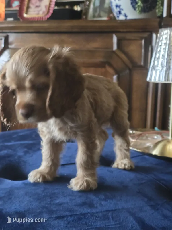 Cream – Cocker Spaniel puppy for sale in Killeen, TX