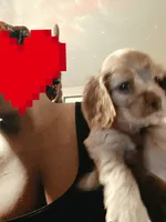 Sun fire coco cream almond, a female Cocker Spaniel for sale in Killeen, TX – 3 of 4