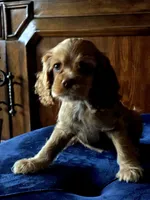 Cream, a male Cocker Spaniel for sale in Killeen, TX – 2 of 3