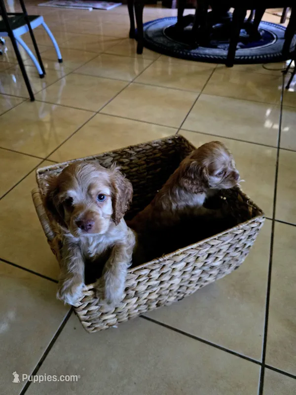 Coco cream – Cocker Spaniel puppy for sale in Killeen, TX