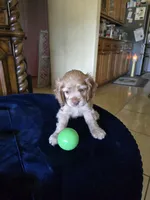 Coco cream sunfire, a male Cocker Spaniel for sale in Killeen, TX – 7 of 10