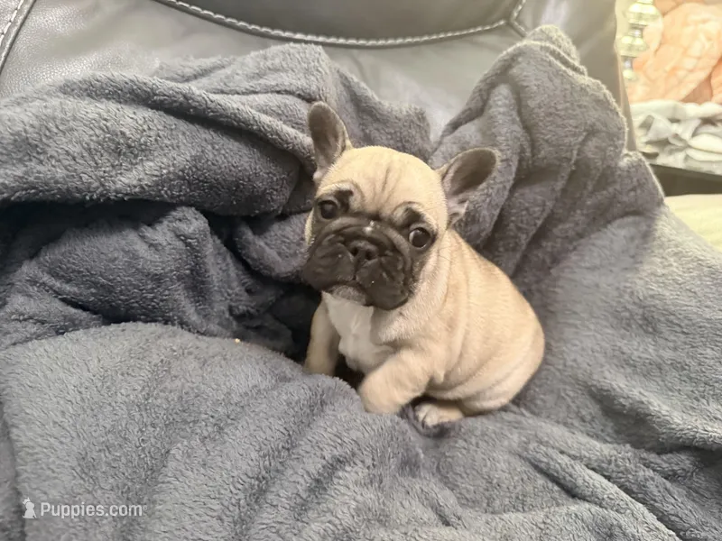 Chanel  – French Bulldog puppy for sale in Omaha, NE