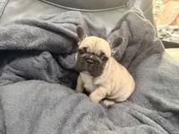 Chanel , a female French Bulldog for sale in Omaha, NE – Photo 2 of 2