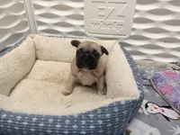 Chanel , a female French Bulldog for sale in Omaha, NE – Photo 1 of 2