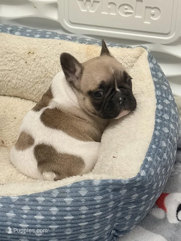 Sport  – French Bulldog puppy for sale in Omaha, NE