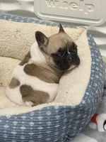 Sport , a male French Bulldog for sale in Omaha, NE – Photo 1 of 2