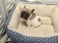 Sport , a male French Bulldog for sale in Omaha, NE – Photo 2 of 2