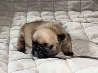 Coco , a female French Bulldog for sale in Omaha, NE – Photo 2 of 2