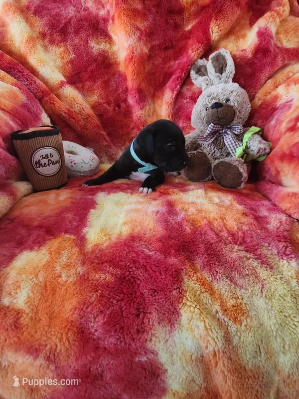 Green – Great Dane puppy for sale in Clarkston, MI