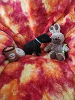 Green, a female Great Dane for sale in Clarkston, MI – Photo 4 of 4