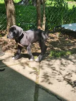 Green, a female Great Dane for sale in Clarkston, MI – 2 of 6
