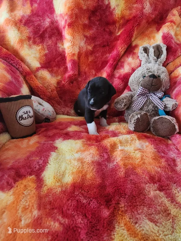 Purple – Great Dane puppy for sale in Clarkston, MI