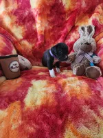 Purple, a female Great Dane for sale in Clarkston, MI – Photo 3 of 5