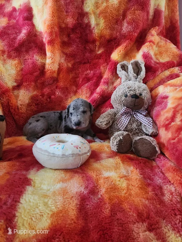 Merle – Great Dane puppy for sale in Clarkston, MI