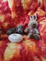 Merle, a female Great Dane for sale in Clarkston, MI – Photo 1 of 5