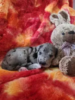 Merle, a female Great Dane for sale in Clarkston, MI – Photo 5 of 5