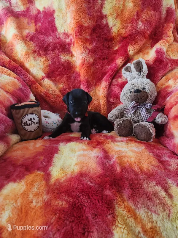 Red – Great Dane puppy for sale in Clarkston, MI