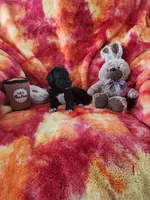 Red, a male Great Dane for sale in Clarkston, MI – Photo 4 of 4