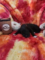 Orange, a male Great Dane for sale in Clarkston, MI – Photo 4 of 5