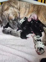 Orange, a male Great Dane for sale in Clarkston, MI – Photo 3 of 5