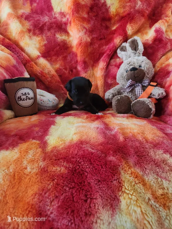 Orange – Great Dane puppy for sale in Clarkston, MI