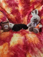 Orange, a male Great Dane for sale in Clarkston, MI – Photo 5 of 5