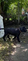 Orange, a male Great Dane for sale in Clarkston, MI – 2 of 8