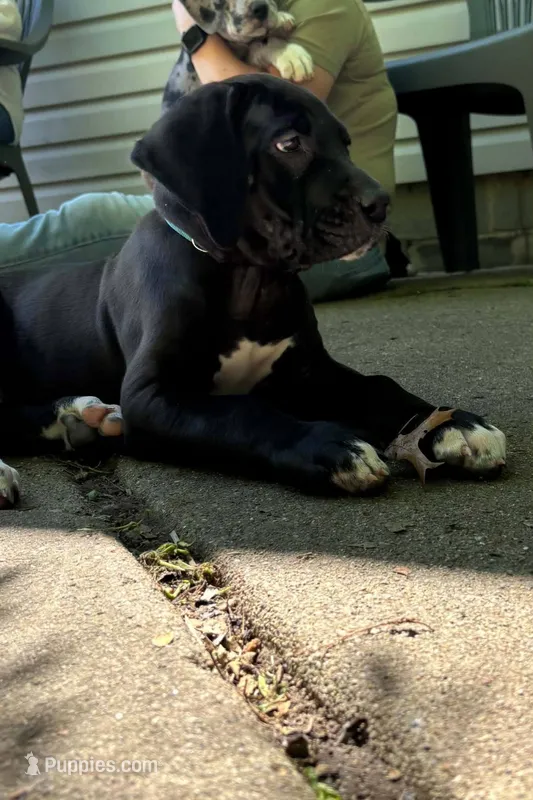 Green – Great Dane puppy for sale in Clarkston, MI