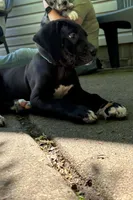 Green, a female Great Dane for sale in Clarkston, MI – 1 of 6